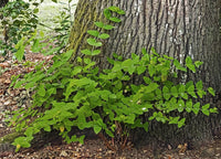 30 graines Hypericum androsaemum, Millepertuis androsème, androsème officinal