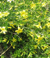 Graines Jasminum fruticans, Jasmin ligneux, Jasmin jaune, Jasmin d'été