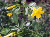 Graines Jasminum fruticans, Jasmin ligneux, Jasmin jaune, Jasmin d'été