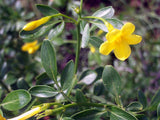 Graines Jasminum fruticans, Jasmin ligneux, Jasmin jaune, Jasmin d'été