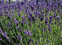 30 graines Lavandula angustifolia " Munstead Strain", Lavande Vraie