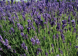 30 graines Lavandula angustifolia " Munstead Strain", Lavande Vraie