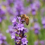 30 graines Lavandula angustifolia " Munstead Strain", Lavande Vraie