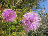 10 Graines Melaleuca nesophila, Melaleuca Rose