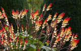 Graines de mina lobata, ipomoea lobata, plume d'indien