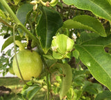 Graines de Passiflora edulis, Grenadille, Fruit de la Passion, Fruit de Pourpre