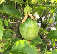 Graines de Passiflora edulis, Grenadille, Fruit de la Passion, Fruit de Pourpre