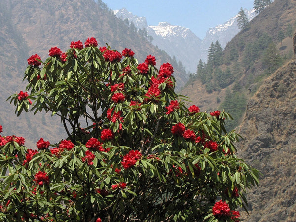 Graines de Rhododendron arboreum