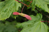 Graines de Acer circinatum, Érable circiné à feuilles rondes de vigne, érable circiné