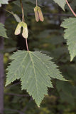 Graines de Acer glabrum, Érable nain