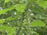 Graines de Acer davidii, Érable à peau de serpent, Érable du Père David