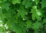 Graines Acer platanoides, Érable plane, Érable de Norvège