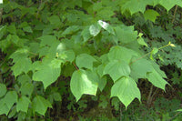 Graines Acer pennsylvanicum, Érable de Pennsylvanie, Érable jaspé