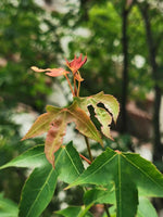 Graines Érable d'Oliver, Acer oliverianum