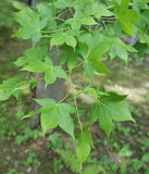 Graines Érable d'Oliver, Acer oliverianum