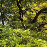 Graines Acer palmatum dissectum, Érable du Japon