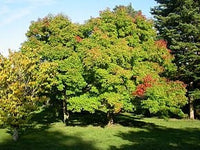 Graines Acer triflorum