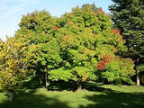 Graines Acer triflorum