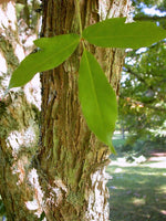 Graines Acer triflorum