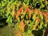 Graines Acer triflorum