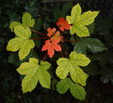 Graines Érable sycomore, Acer pseudoplatanus, faux platane, grand érable