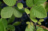 Graines Alnus incana, Aulne Blanc, Aulne rugueux, Aulne de montagne