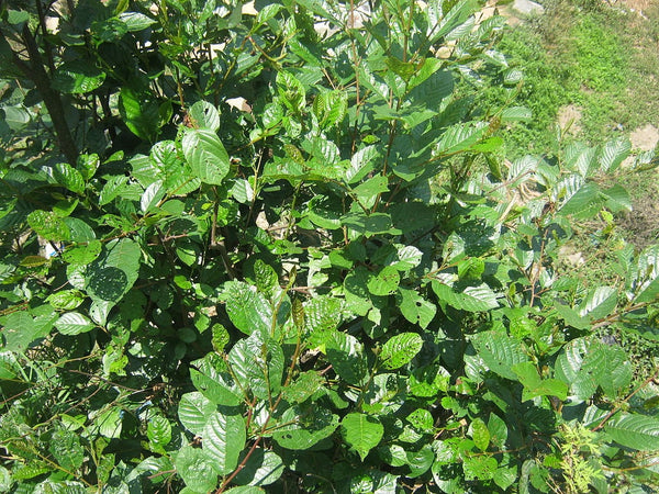 Graines Alnus nepalensis, Aulne du Népal