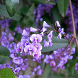 Graines Hardenbergia violacea, Glycine australienne