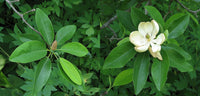 Graines Magnolia de Virginie, Magnolia virginiana