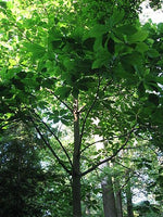 Graines Magnolia à grandes feuilles, Magnolia Macrophylla