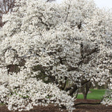 Graines Magnolia kobus