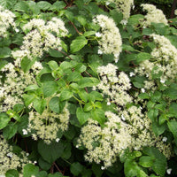 20 Graines Hortensia grimpant, Hydrangea petiolaris