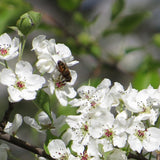 Graines Poirier de Chine, Pyrus calleryana