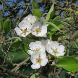 Graines Poirier commun, Pyrus communis var. kirchensaller