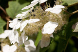 Graines Hortensia à feuilles de chêne, Hydrangea quercifolia