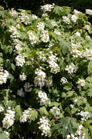 Graines Hortensia à feuilles de chêne, Hydrangea quercifolia