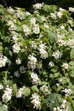 Graines Hortensia à feuilles de chêne, Hydrangea quercifolia