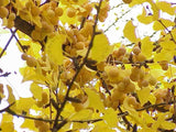 Graines de Ginkgo biloba, Arbre aux quarante écus, Arbre aux abricots d'argent, Bonsaï