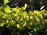 Graines de Ginkgo biloba, Arbre aux quarante écus, Arbre aux abricots d'argent, Bonsaï