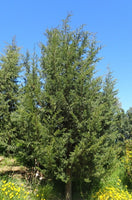 Graines Cupressus sempervirens var. horizontalis, Cyprès d'Italie, Cyprès commun