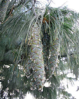 Graines de Pin Pleureur de l'Himalaya, Pinus wallichiana