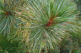 Graines de Pin des Alpes, Pinus cembra, Arolle, Pin cembro