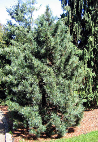 Graines de Pin blanc de Corée, Pinus koraiensis