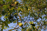 Graines de Noyer noir, Noyer d'Amérique, Juglans Nigra