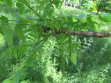 Graines de Noyer noir, Noyer d'Amérique, Juglans Nigra