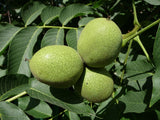 Graines de Noyer, Noyer commun, Juglans Regia