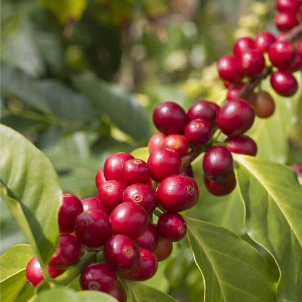 Graines de Caféier Nain d'Arabie, Coffea Arabica Nana