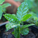 Graines de Caféier Nain d'Arabie, Coffea Arabica Nana