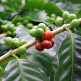 Graines de Caféier Nain d'Arabie, Coffea Arabica Nana