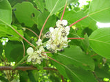 Graines Actinidia arguta, Kiwaï, kiwi de Sibérie